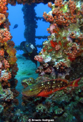 Pictures was in the WIT SHOAL WRECK in Saint Thomas by Ernesto Rodriguez 